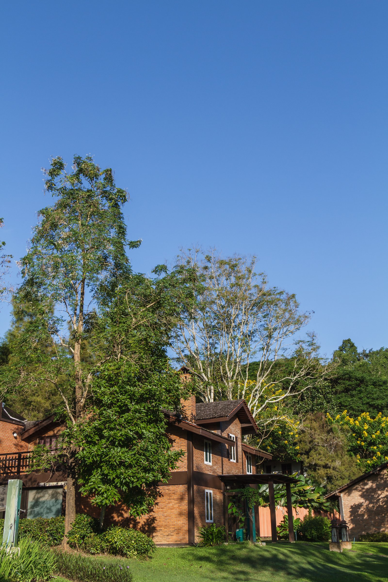 overhanging tree branches